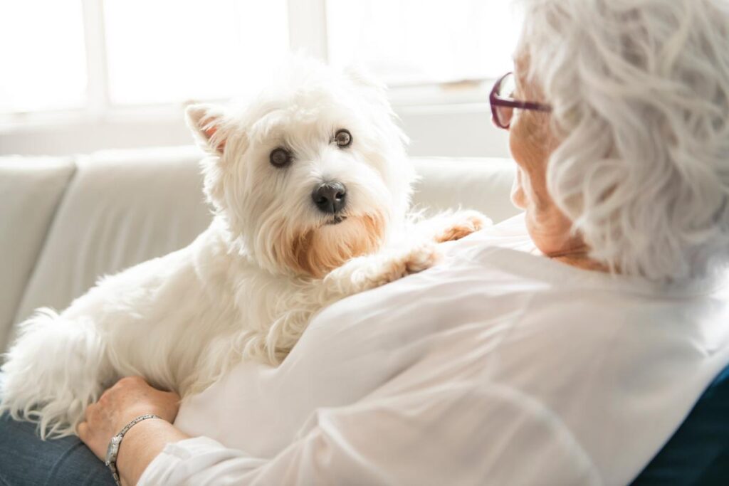 A pet for seniors on someone's lap